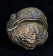 Very Detailed Enrolled Barrandeops (Phacops) Trilobite #4742-2
